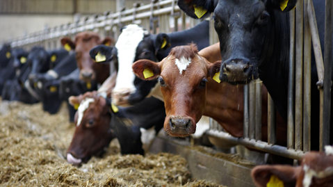 Vacas lecheras domésticas